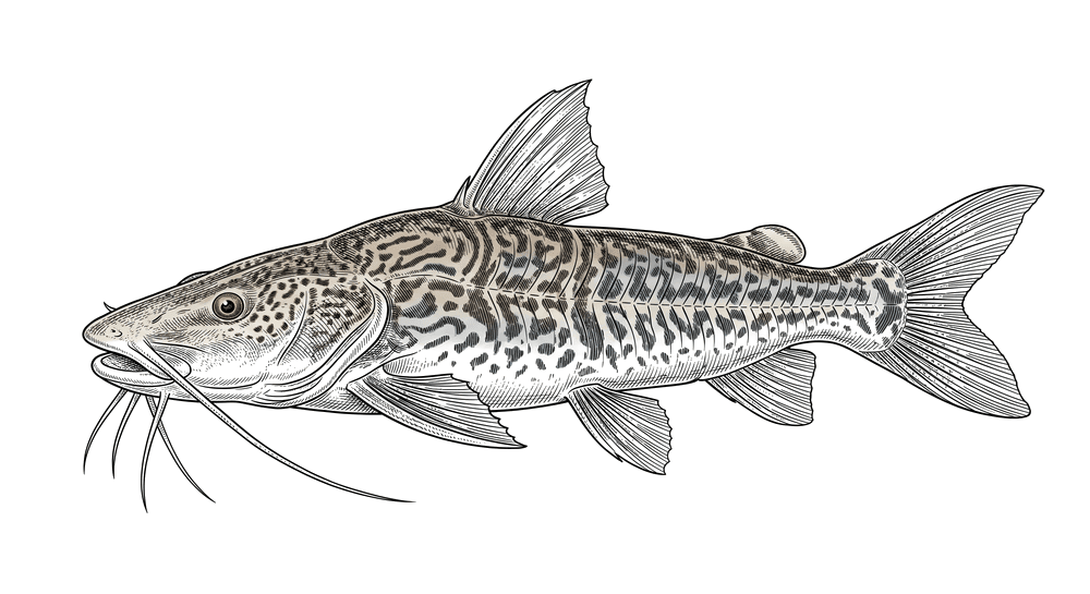 Jaguar catfish