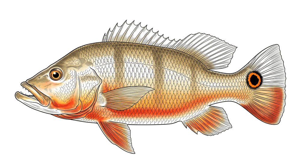 Fire peacock bass