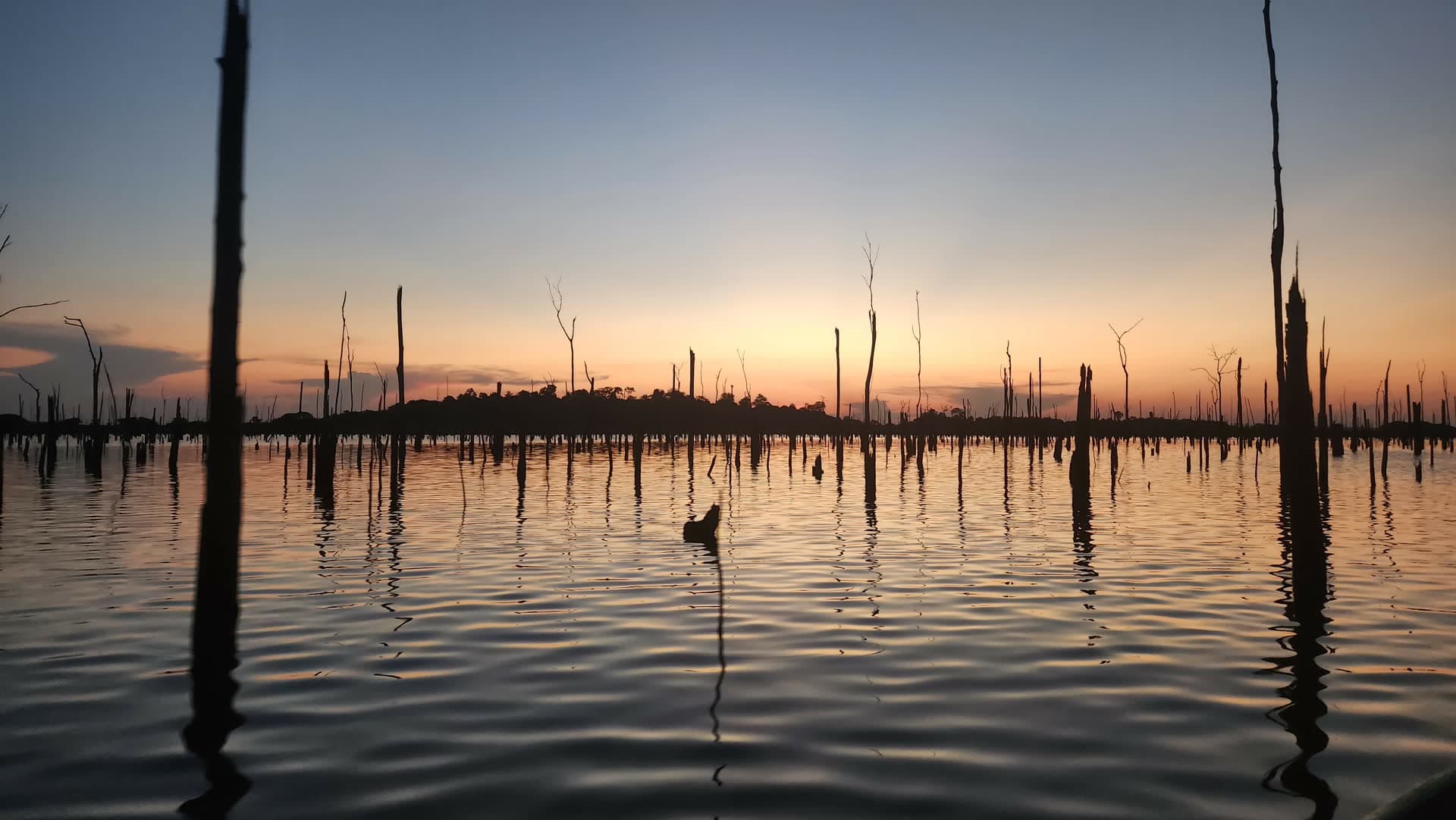 Galhada ao pôr do sol refletida na água, num reservatório amazônico