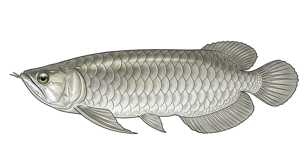 Aruanã