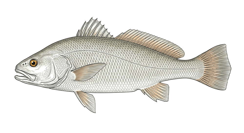 Corvina