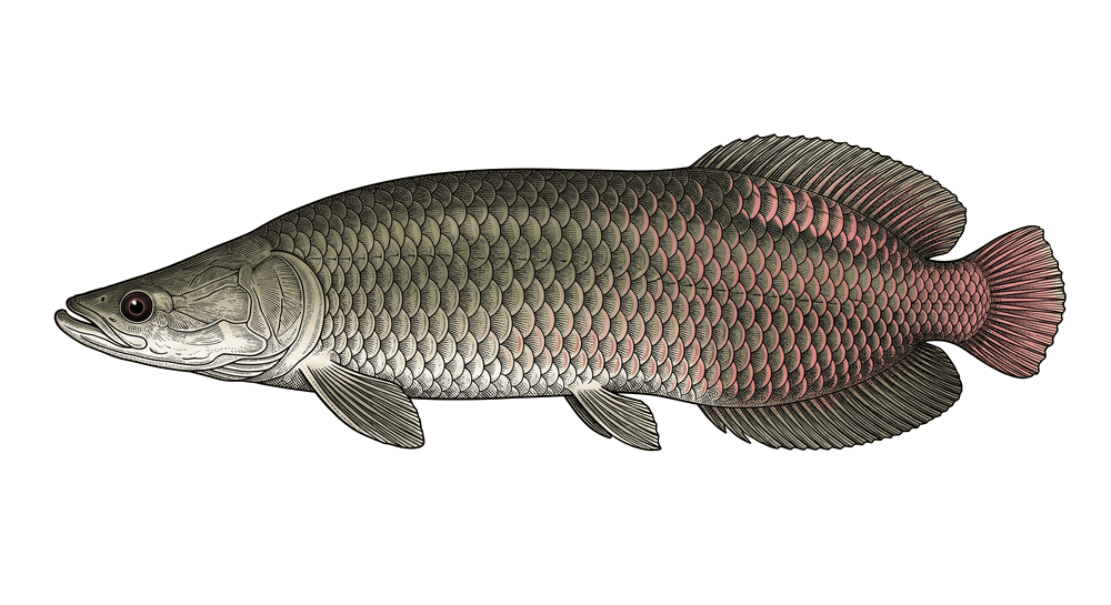 Pirarucu