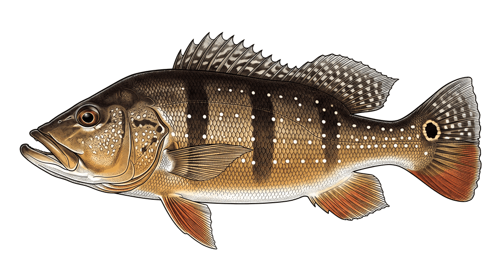 Tucunaré-paca